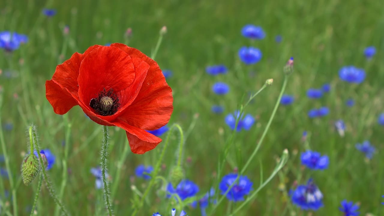 poppy, flower, field